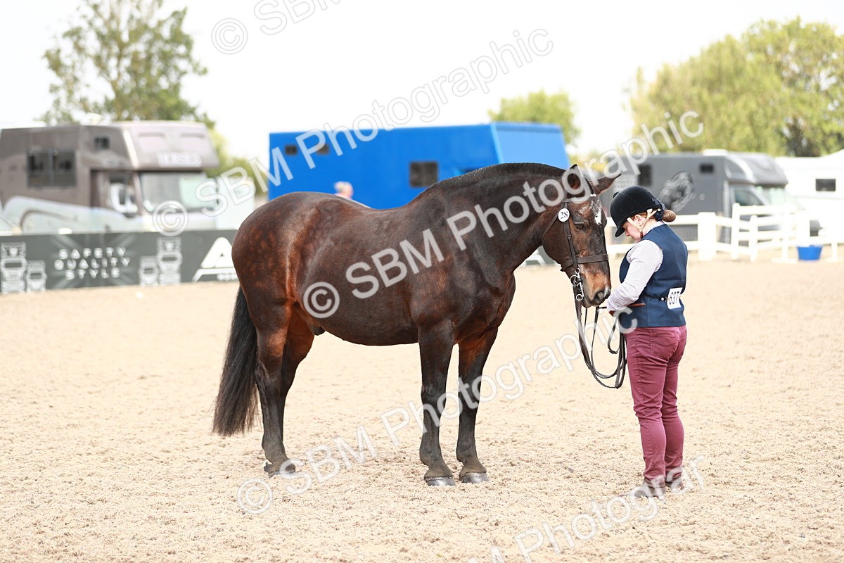 SBM_13245 - Class 208 IH Veteran Horse