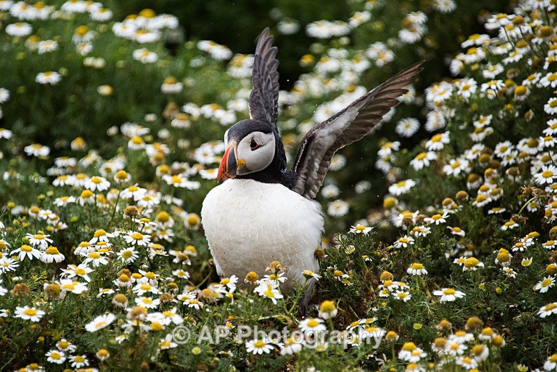 ACP_0032-1 - Puffins on Skomer Island