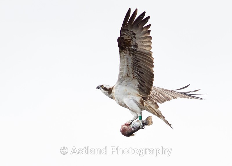 Astland Photography, Bird and Wildlife Images, Susan and Peter Wilson, U.K.
