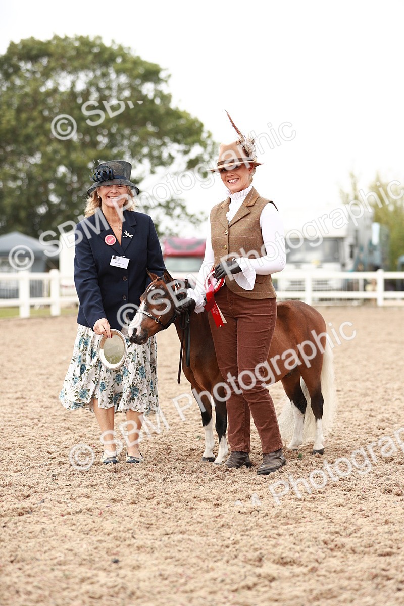 SBM_11914 - Class 206 IH Non Show Type Pony