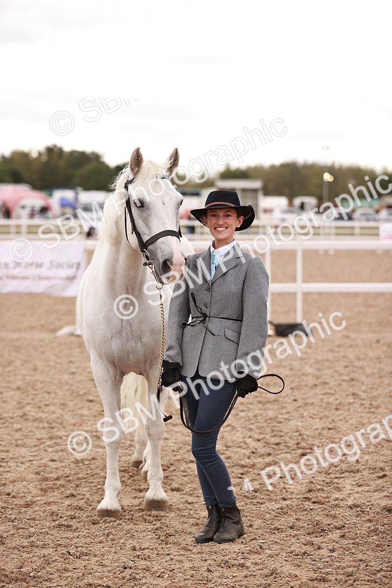 SBM_16208_Class 412 - Handsome Gelding IH or Redden Adult - Lily
