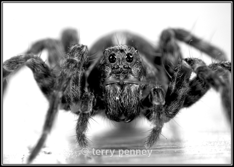 Wolf Spider - Insects & Spiders
