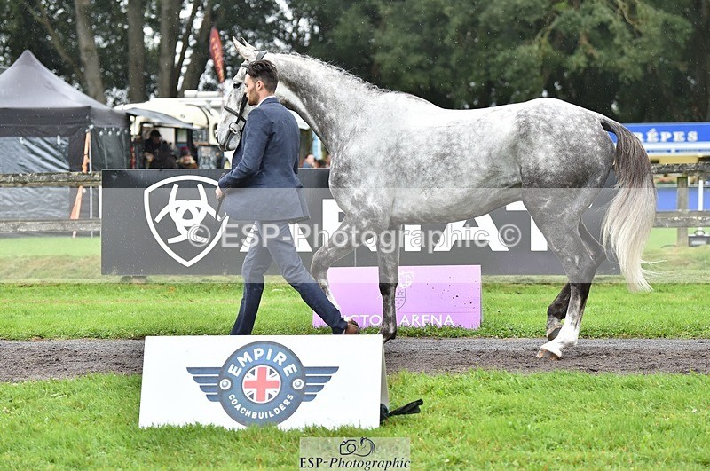 231018-124800-00533 - 067-WHIXLEY.QUALITAS-Barnie.Brotherton-TrotUp