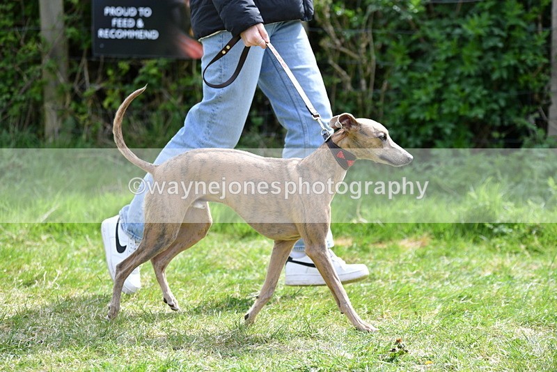 WJ5_9688 - Class 3 Most Handsome Dog