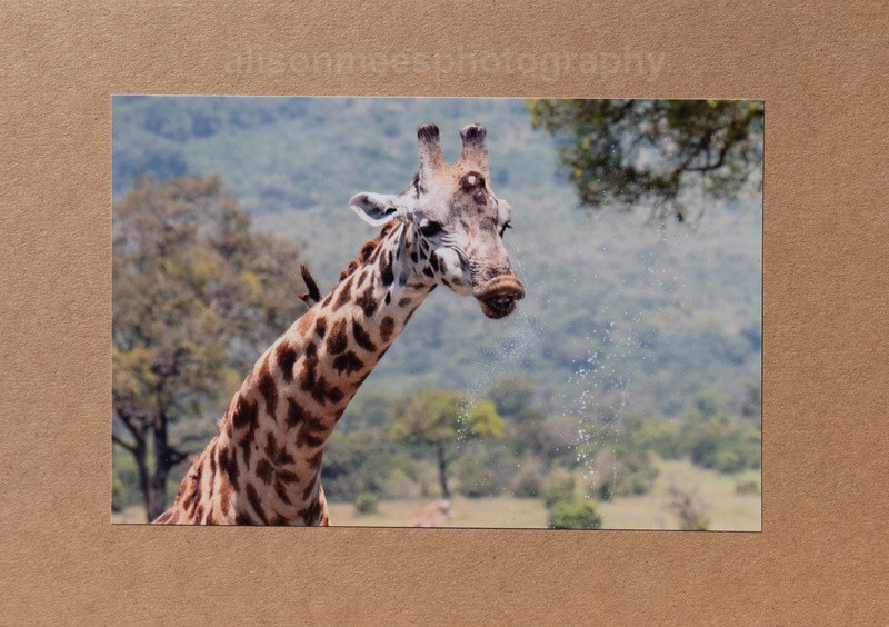 029 Drinking Giraffe - For Sale - Handmade Cards £2.50 each