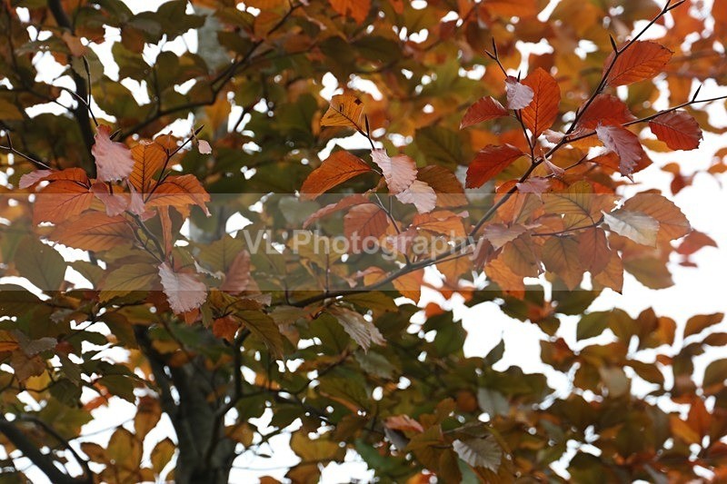 Red Leaves - Plants and Trees
