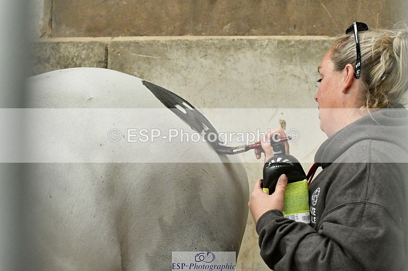 230804A-095326-01527 - Stable Shots