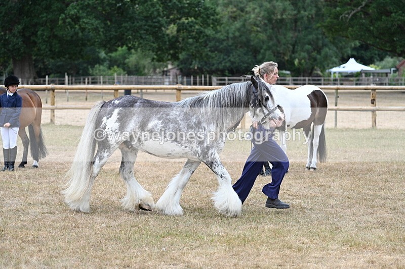 WJ7_9642 - Class 5 Most Handsome Gelding (up to 14.2hh)