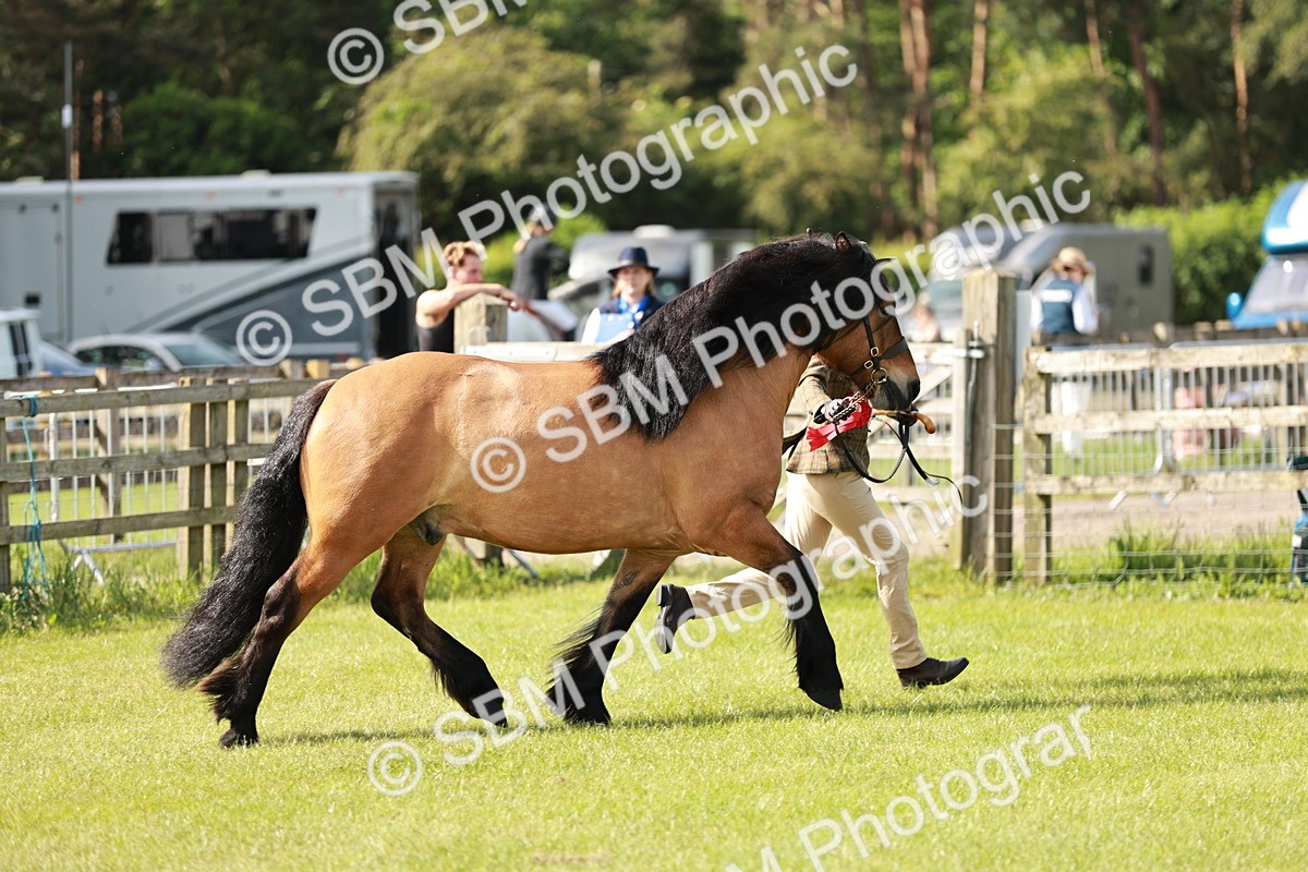 SBM_01609 - Class 14-23 - Mountain & Moorland In Hand Non Welsh