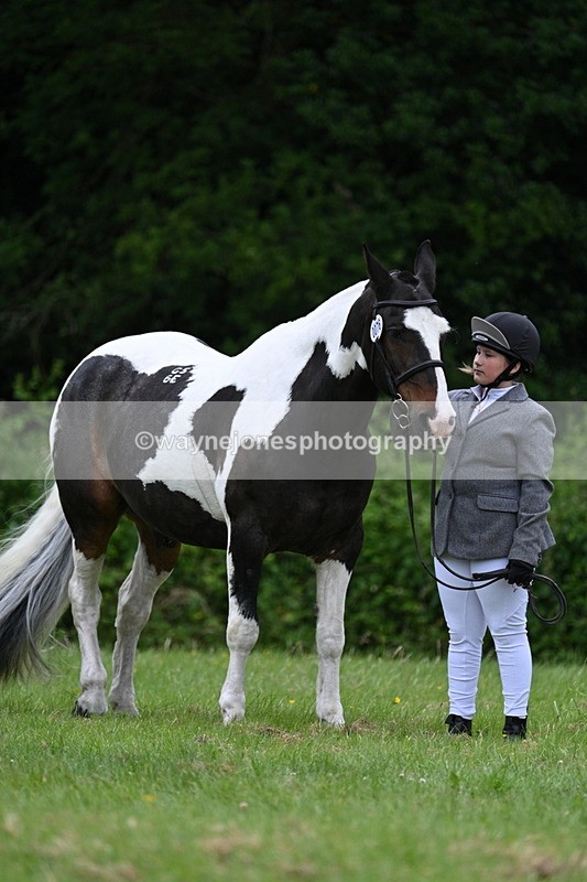 WJ7_3762 - Class 14A Handsome Gelding