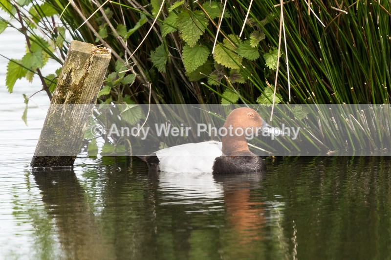 20160519-8E0A5265 - Pochard