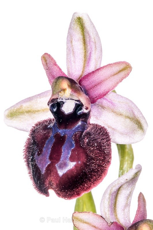  - WB: Orchids - Ophrys