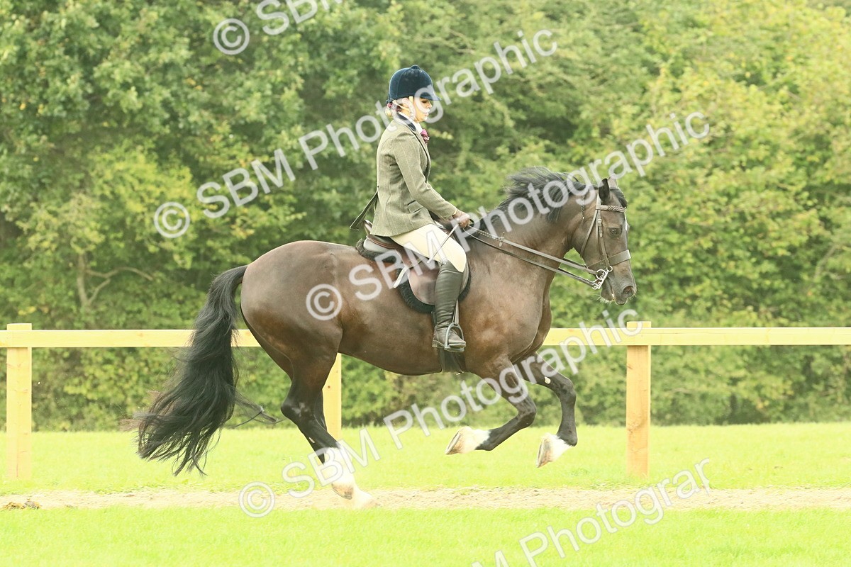 SBM_71920 - S60 - Mountain & Moorland Ridden Large Breeds