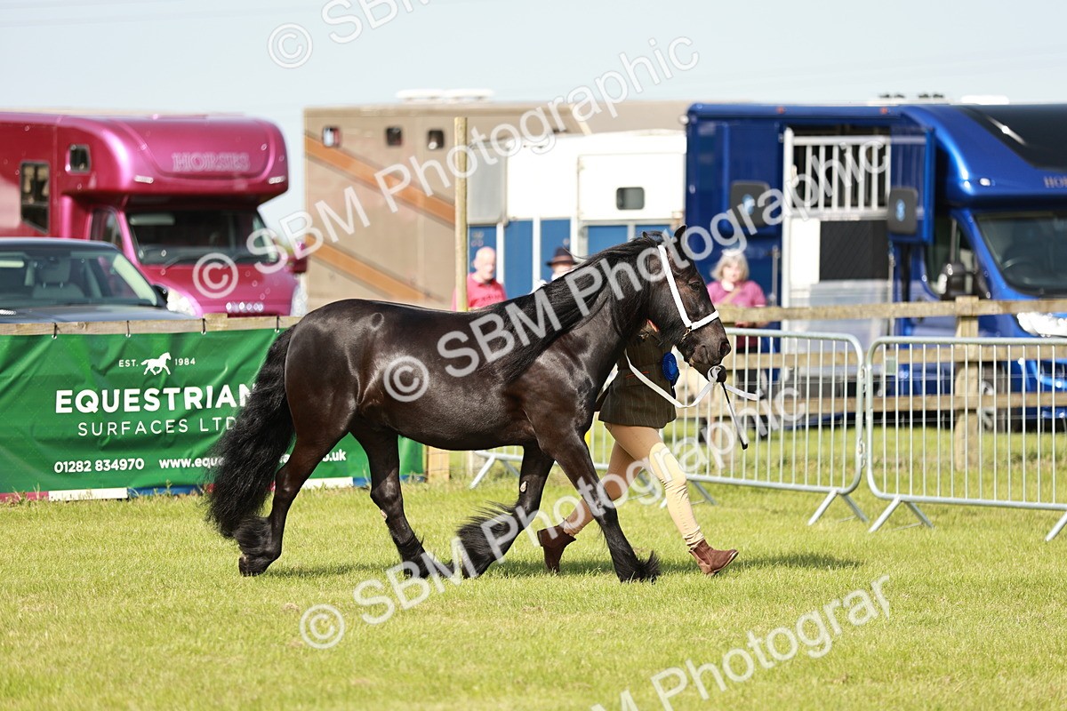 SBM_00870 - Class 14-23 - Mountain & Moorland In Hand Non Welsh