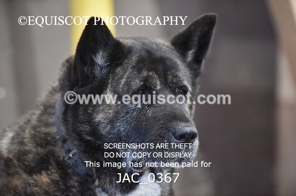 JAC_0367 - CLASS 7 Small Open Show Jumping - (0.80m)