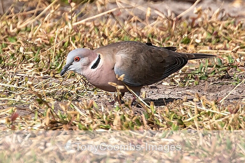 Vinaceous Dove - The Gambia