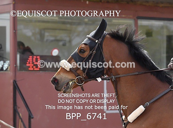 BPP_6741 - CLASS 2 FRI Club/ Unaffiliated 80cms Open