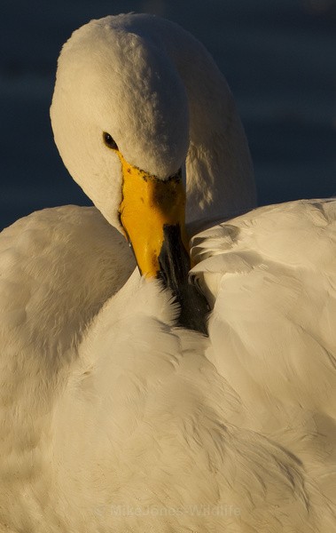 WHOOPER SWAN - WHOOPER SWANS