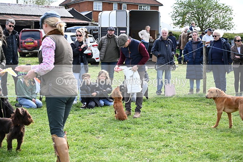 WJ6_9092 - Class 8 Best Working / Gun Dog or Bitch