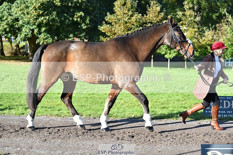 231022-102902-22509 - 500-HARLYN.CONNOR-Kerryann.Dunstan-TrotUp+SJ