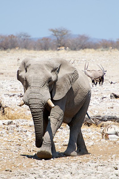  - African Journey