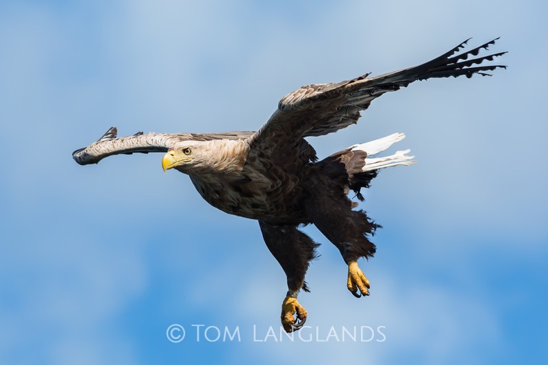 White-tailed Eagle - Birds of Prey