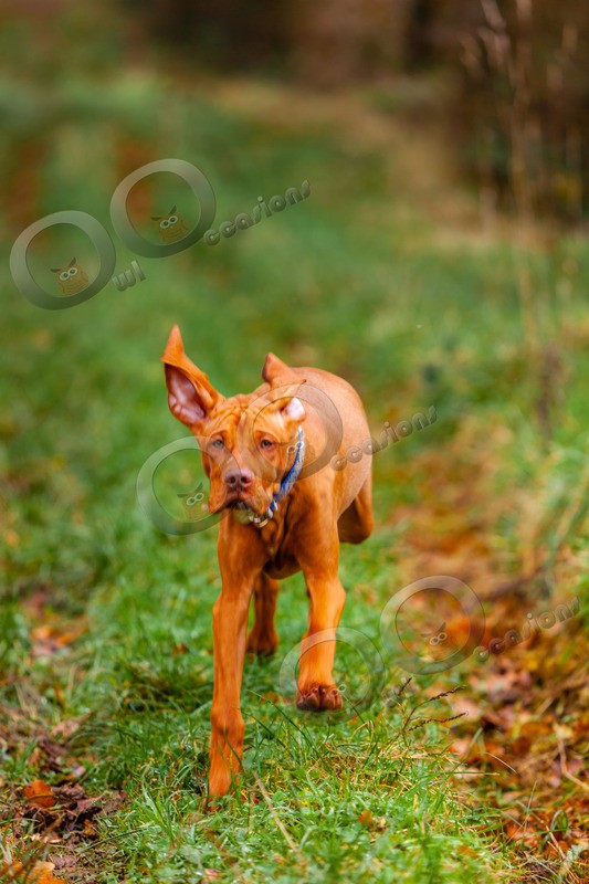 Vitsula_4038 - Pet Photography