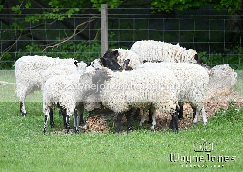 WJ7_2096 - Edited Examples