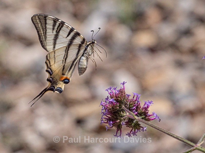 Scarce Swallowtail (Iphiclides podalirius) - Ten Metres from Home 2021
