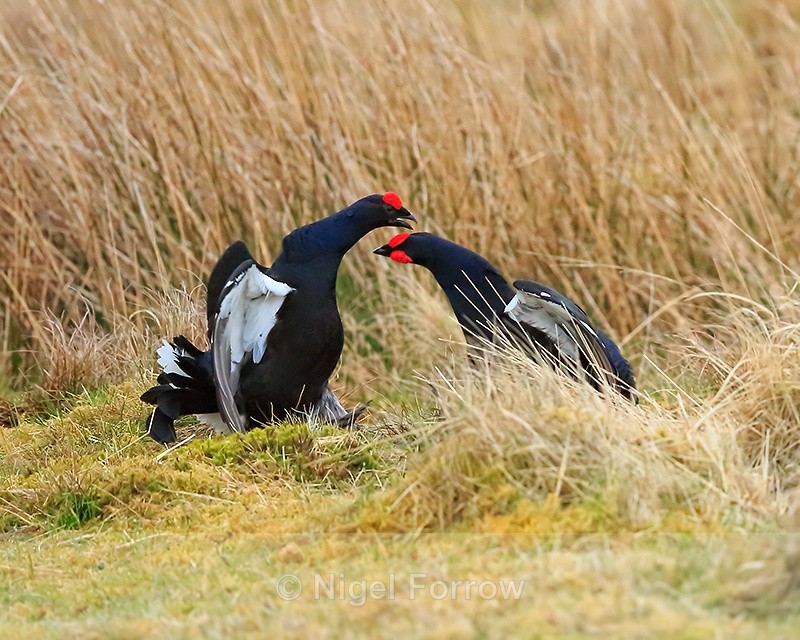 Black Grouse fighting, Scotland - Black Grouse