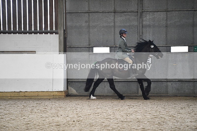 WJ5_7905 - Class 13 Ridden Part Breed