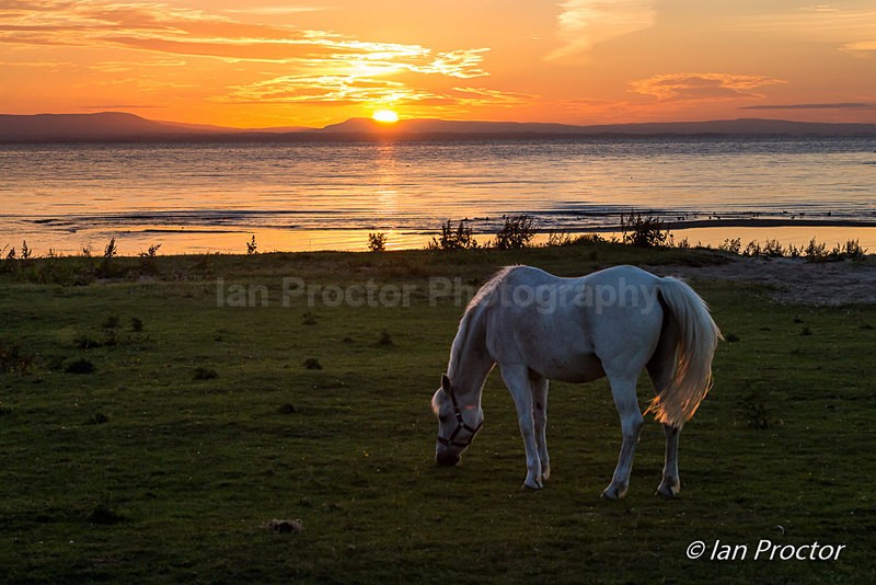 Setting Sun Over Lough Neagh Pasture - County Armagh