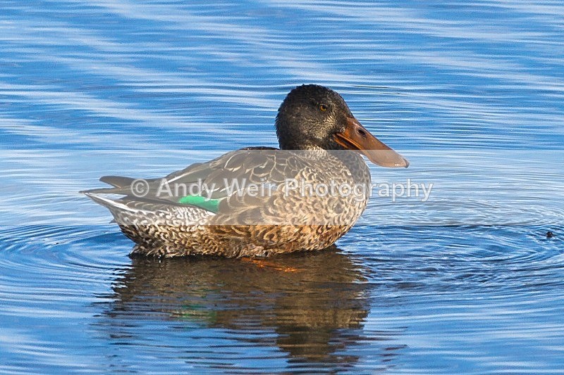 20121001-_MG_0681 - Shoveler