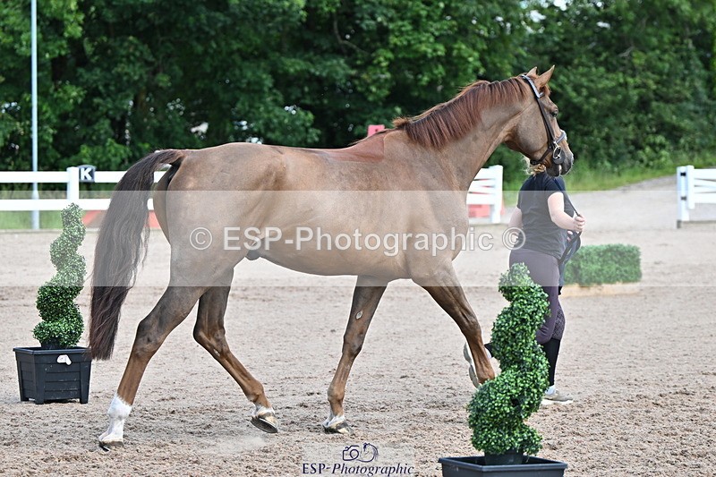 240718A-105253-01286 - Trot Up 12pm to 1pm