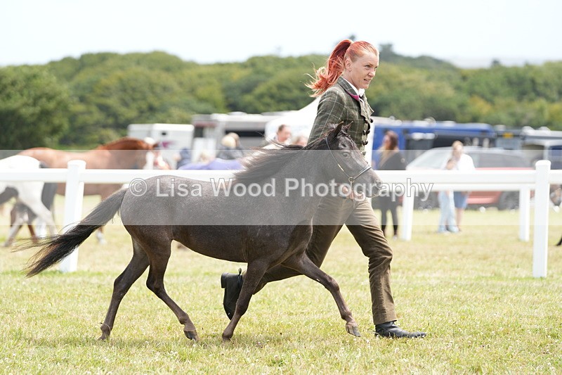 DSC06462 - Class 56: Miniature Horse 1, 2 & 3yr olds