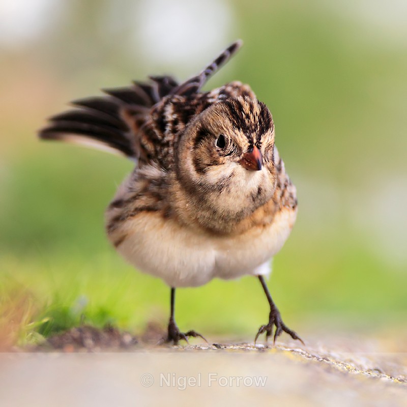 Lapland Bunting ruffling its feathers - Lapland Bunting