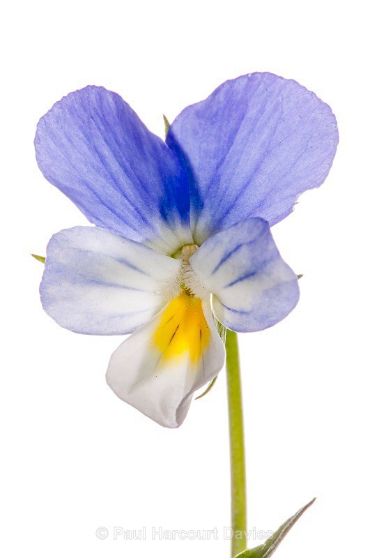 Field Pansy (Viola arvensis) - Plants - WB