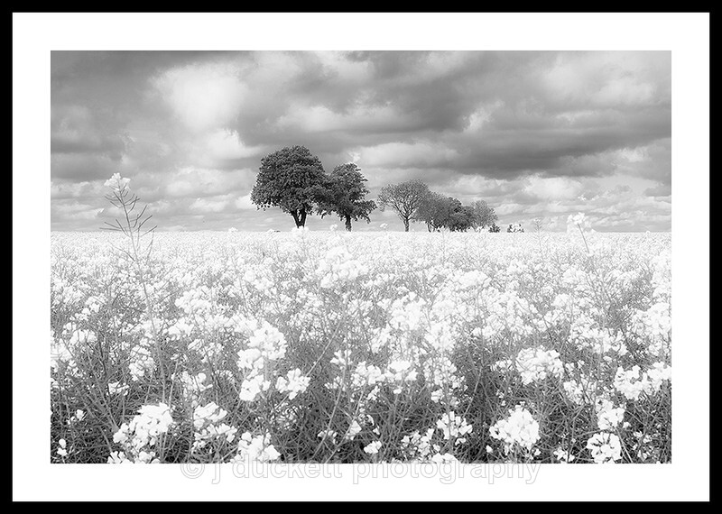  - Norfolk Rape Seed