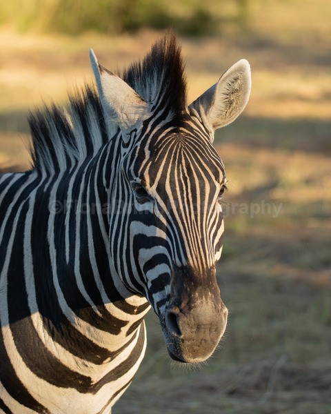 Africa-178 - African Wildlife