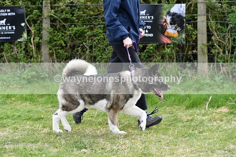 WJ5_9991 - Class 5 Best Veteran / 7 years & over