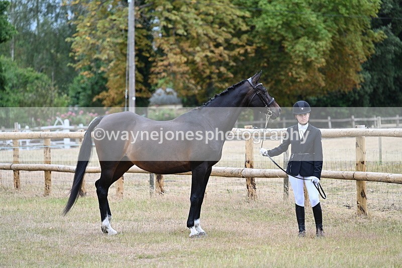 WJ7_8982 - Class 4a Prettiest Mare 14.2hh and over