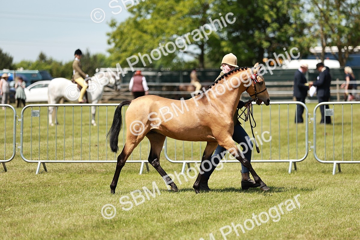 SBM_05567 - Class 41-45 - Riding Pony-Hunter Pony Breeding