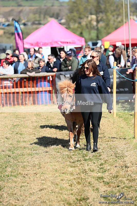 Shet 060426 29 - Shetland Pony Racing Paxford Races Easter Mon 06/04/26