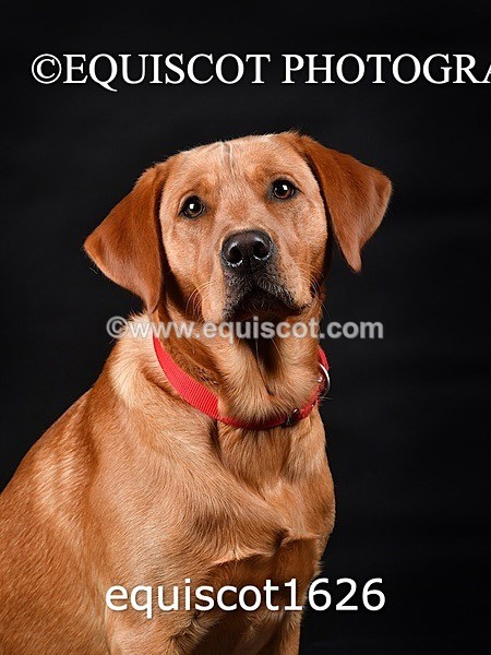 equiscot1626 - PADDY