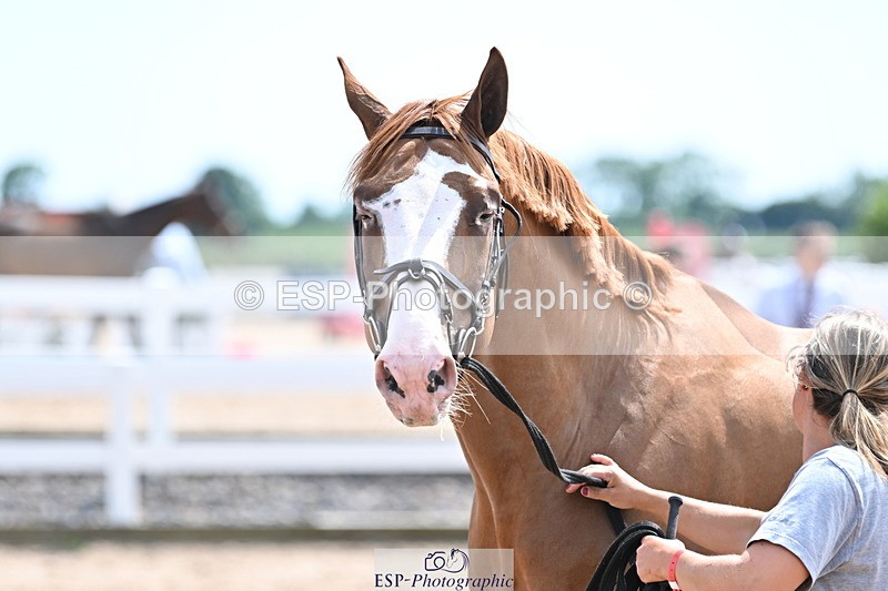 240717A-144804-02301 - Trot Up 2pm to 3pm - This folder is not in time order