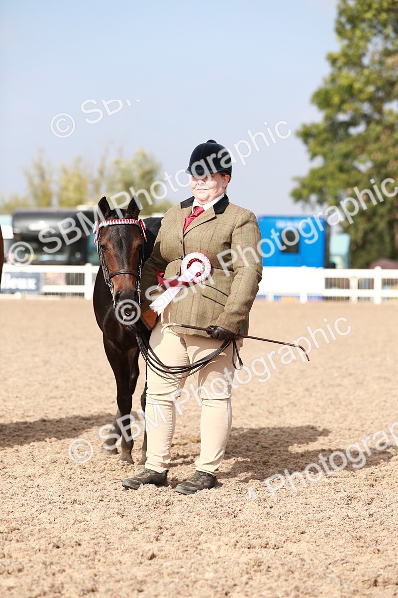SBM_11137 - Class 205 IH Show Pony/ Show Hunter Pony