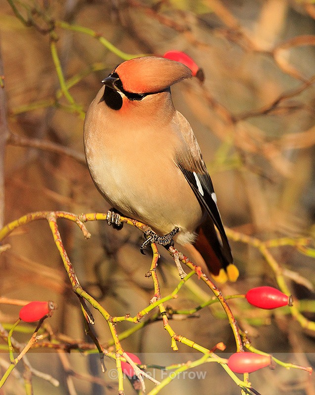 Waxwing eyeing up some rose hips at Bletchley - Waxwing