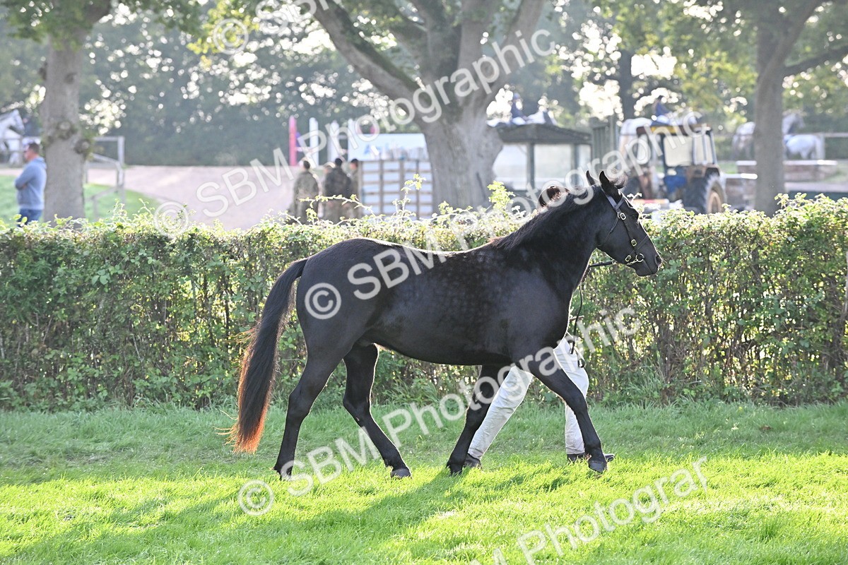 SBM_55319 - S44 - Youngstock In Hand