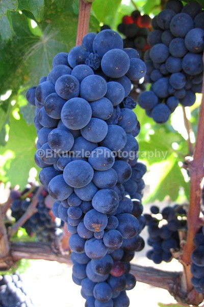  - Wine Country