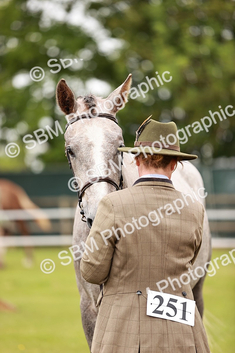 SBM_00704 - Class 26-30 Sport Horse In Hand